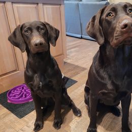 Labrador Retriever All Grown Up from Little River Labradors