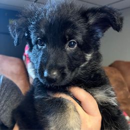 Pink Collar - Black and tan female German Shepherd puppy in Barnhart, Missouri from Combat Creek German Shepherds