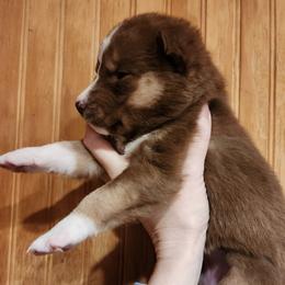 Zuri - Brown and white female Siberian Husky puppy in Madison, Georgia from Thornbury Kennel