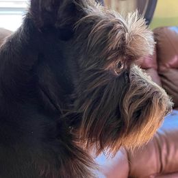 Miniature Schnauzers from Mona's Miniature Schnauzers
