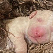 Barbet Puppies from Chateau Barbets