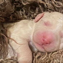 Barbet Puppies from Chateau Barbets