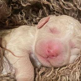 Barbet Puppies from Chateau Barbets