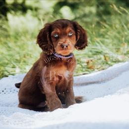 Lavender girl - Sable female Cockapoo puppy in Missoula, Montana from Big Sky Cockapoos