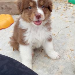Dune - Red tri-color male Australian Shepherd puppy in Kearney, Nebraska from Helix Aussies