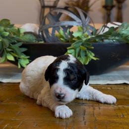 Steve - Tri-color male Bernedoodle puppy in Cartersville, Georgia from Simply Blessed Doodles