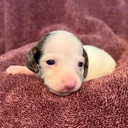 Theodore - Piebald male Dachshund puppy in Industry, Illinois from KDKs Kennels