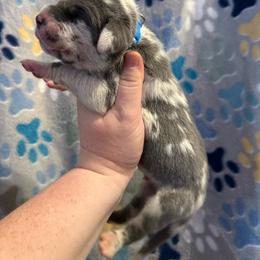 Blue collar - Harlequin male Great Dane puppy in Tyler, Texas from Blessed By Danes