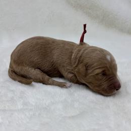 Boy 3 - male Goldendoodle puppy in Casselberry, Florida from My Little Doodle