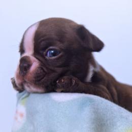 Baby Francis - Red male Boston Terrier puppy in Kingsport, Tennessee from Sleepwalker Bostons