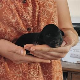 Black Male - Black and white male Aussiedoodle puppy in Apache Junction, Arizona from Loving Doodle
