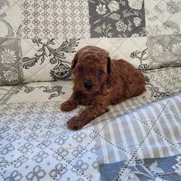 Rocky - Red  male Poodle puppy in Plano, Texas from Dogs lovers