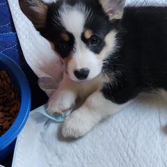 Apple - Black and tan female Pembroke Welsh Corgi puppy in Grand Blanc, Michigan from Dellinger's Corgi's