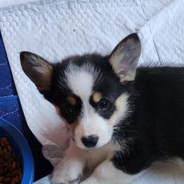 Apple - Black and tan female Pembroke Welsh Corgi puppy in Grand Blanc, Michigan from Dellinger's Corgi's