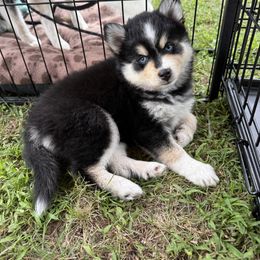 Blossom - Tri-color female Pomsky puppy in Scandinavia, Wisconsin from Bonnie’s Little Fluffys