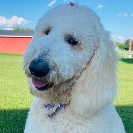 Remi  - Goldendoodle