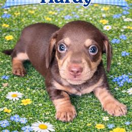 Hardy - Chocolate and tan male Dachshund puppy in Lexington, Oklahoma from BooneDox Miniature Dachshunds