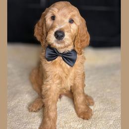 Toffee - Apricot male Goldendoodle puppy in Summerville, South Carolina from Pawmazing Doodles