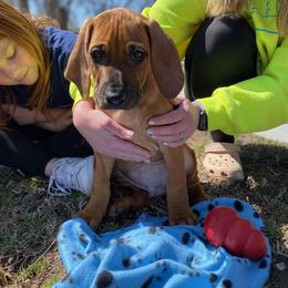 Rhodesian Ridgeback Puppies from River Roc Ranch & Ridgebacks
