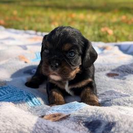 Atlas - Black and tan male Cavalier King Charles Spaniel puppy in Rockville, Maryland from Skais the Limit