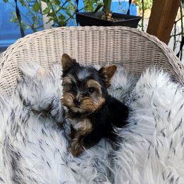Girl2 - Black and gold female Yorkshire Terrier puppy in Portland, Oregon from Mama & I Yorkshire's