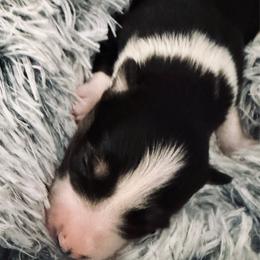 Sheldon - Black and white male Pomsky puppy in Cumberland County, Pennsylvania from M&L Pomskies