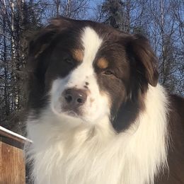 Brodie - Australian Shepherd