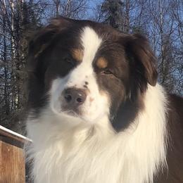 Brodie - Australian Shepherd