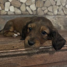 Porter - Chocolate and cream male Dachshund puppy in White Cloud, Michigan from West Michigan Dachshund