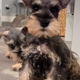 PURPLE - Salt and pepper female Miniature Schnauzer puppy in Lehigh Acres, Florida from Southern paws