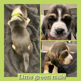 Lime Green Collar boy - Black and white male Basset Hound puppy in Temple, Texas from Southern Rose Bassets