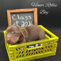 Honor Rollie - Chocolate and cream male Dachshund puppy in Montevallo, Alabama from Mallard's Miniature Dachshunds
