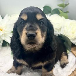 Fiona - Black and cream female Dachshund puppy in Exeter, California from Sawtooth Miniature Dachshunds