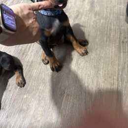 Boy 6 (blue collar) - Black and rust male Doberman Pinscher puppy in Elgin, Texas from New Horizons Kennels