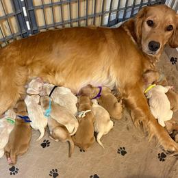 Black collar - Light golden male Golden Retriever puppy in Indianapolis, Indiana from ZuGolden Retrievers & Doodles