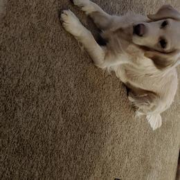 Golden Retriever Puppies from Dewbury Dream Goldens