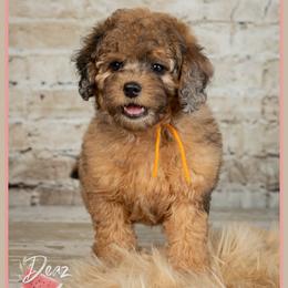 Kingman - Merle male Cockapoo puppy in Connersville, Indiana from Deaz Doodle Ranch
