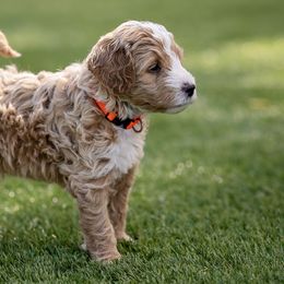 Goldendoodles from SS Goldendoodles