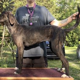 Brindle Female - Brindle female Mountain Cur puppy in Georgetown, Ohio from Walnut Ridge Mountain Curs