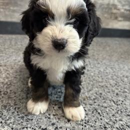 Johnny - Tri-color male Bernedoodle puppy in Camden, Michigan from FurEver Friends Finder
