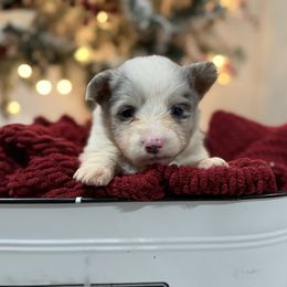 Abu-Full Fluffy - Blue merle and white male American Corgi puppy in Paradise, Texas from Bar S Corgis