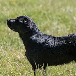 Liza - Labrador Retriever