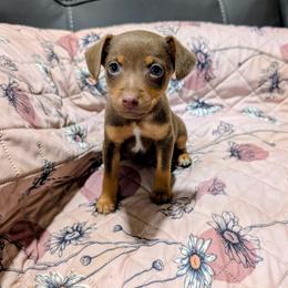 GIBBS - White, chocolate and tan male Rat Terrier puppy in Jerusalem, Ohio from Twin Hickory Ranch