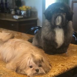 Shih Tzus from Maria Amaro's Shih Tzu Puppies