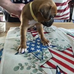 Boxer Puppies from Smith's Boxers of Fort Myers