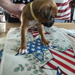 Boxer Puppies from Smith's Boxers of Fort Myers