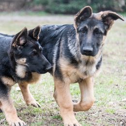 Australian Shepherd and German Shepherd Puppies from Trademark Kennels