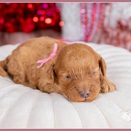 Raven - Red female Cockapoo puppy in Connersville, Indiana from Deaz Doodle Ranch