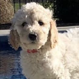Poodles from Big Brew Farms LLC