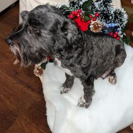 Miniature Schnauzer Puppies from Pawesome Pups